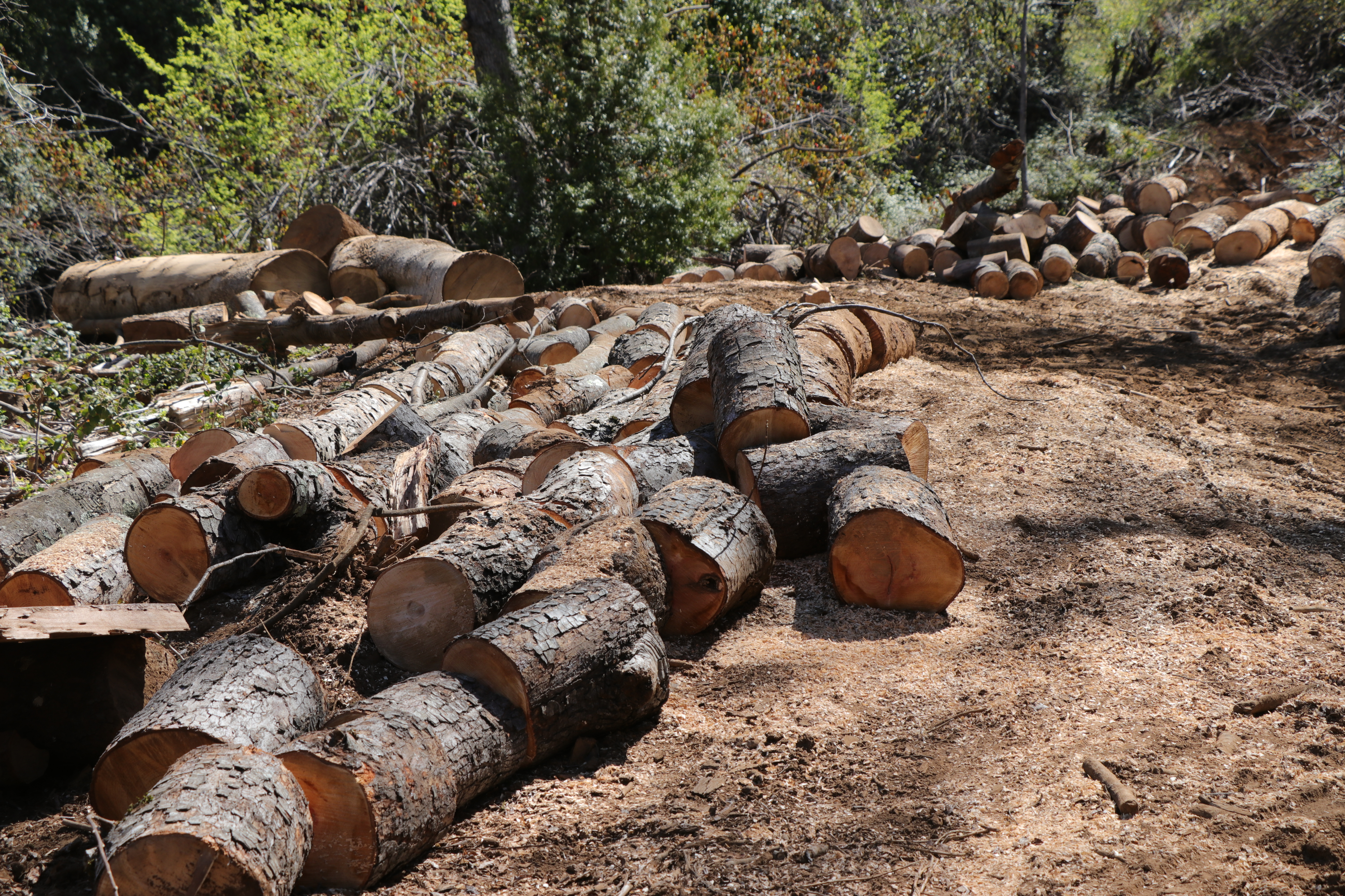Extracción de madera en bosque nativo