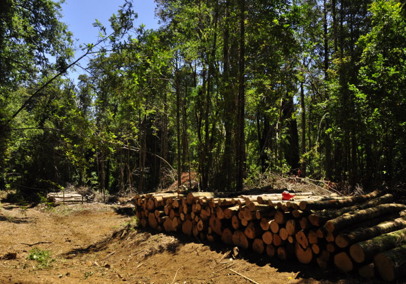 Planes de Ordenación Forestal POF