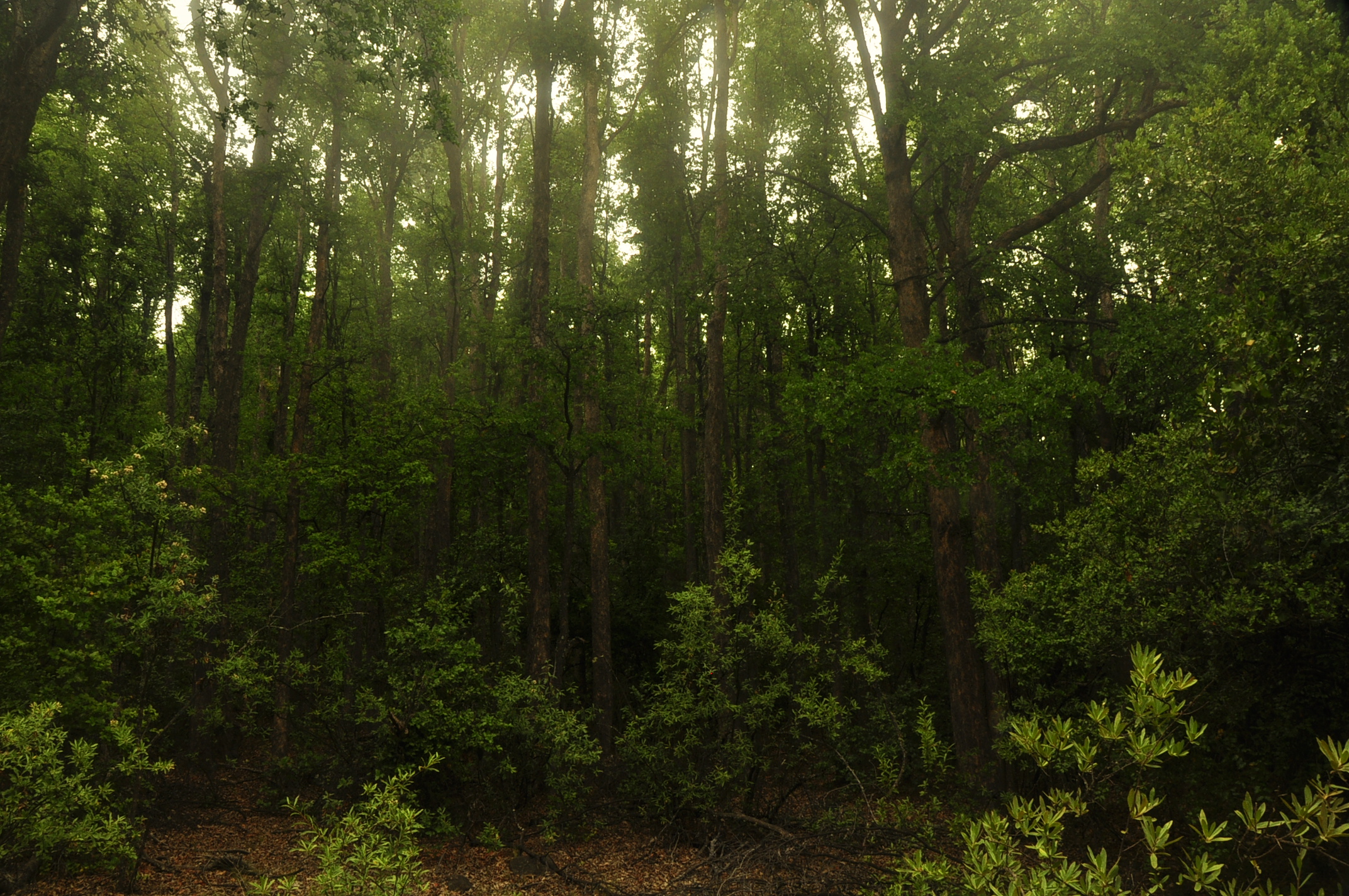 Bosque nativo